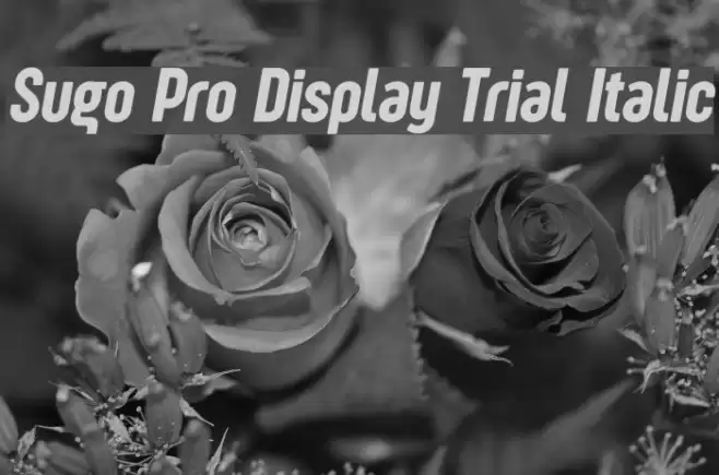 Sugo Pro Display Trial Italic Font examples