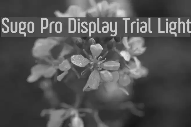 Sugo Pro Display Trial Light Font examples