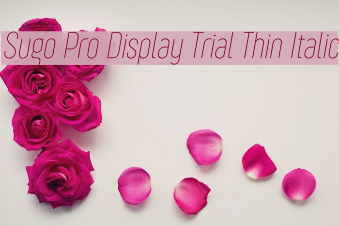 Sugo Pro Display Trial Thin Italic Font examples