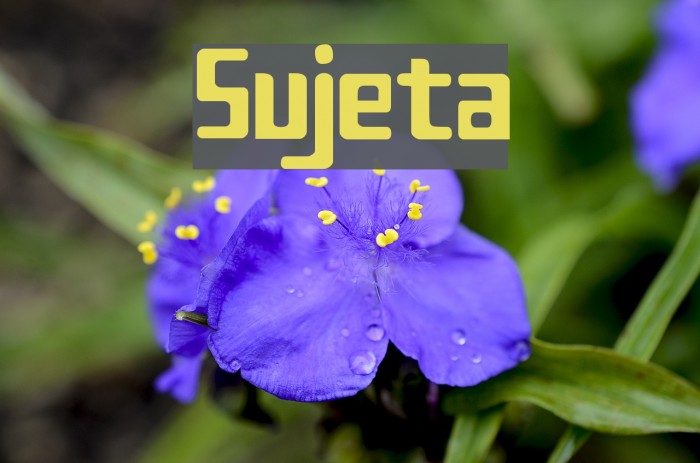 Sujeta フォント examples