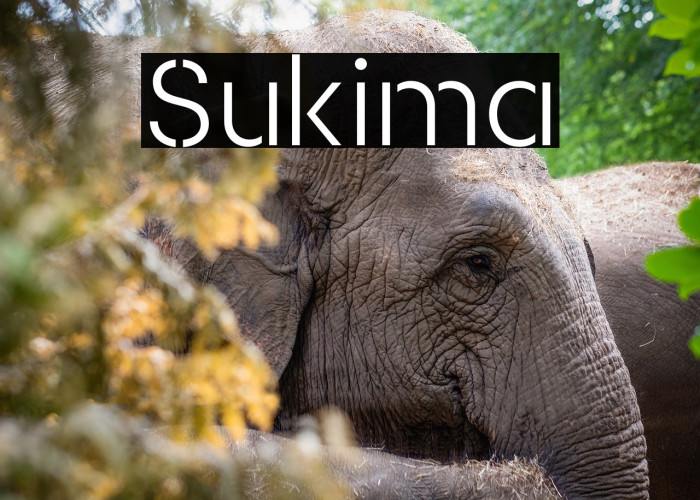 Sukima Example 2