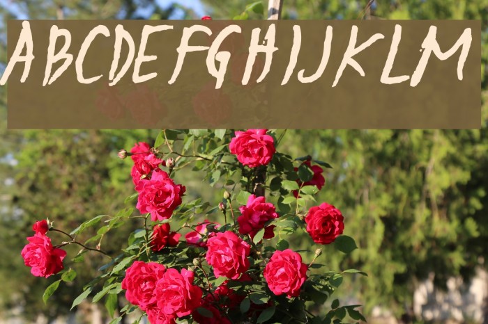 Sulatko Font examples