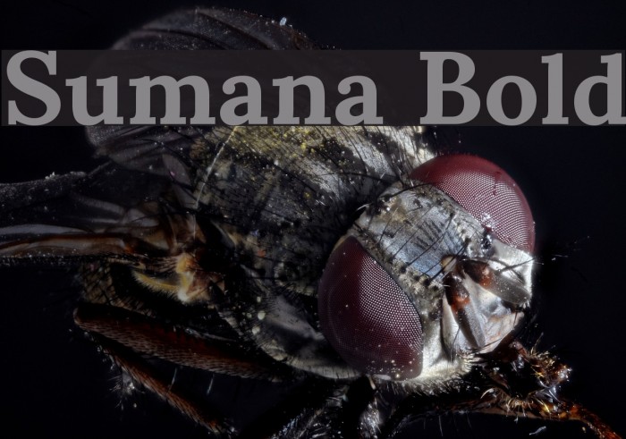Sumana Bold Font examples