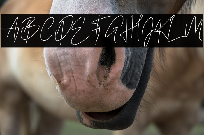 Summer Cherry Example 3