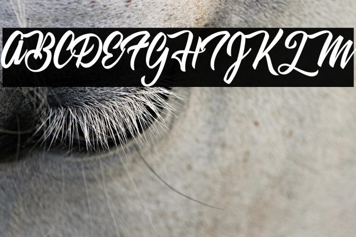 Summer Daisy Personal Use Example 1