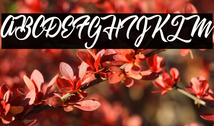 Summer Daisy Personal Use Example 3