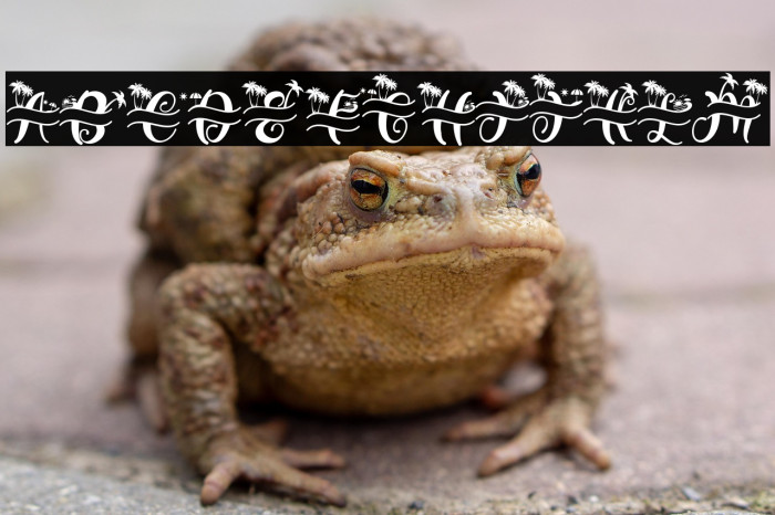 Summer Monogram (Monogram) Example 2