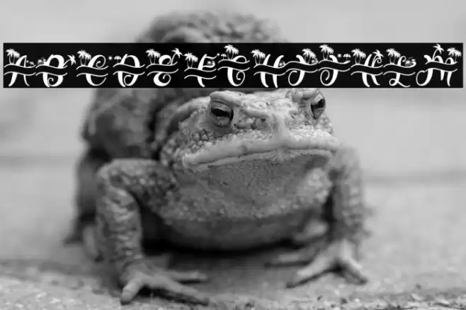 Summer Monogram (Monogram) Font examples