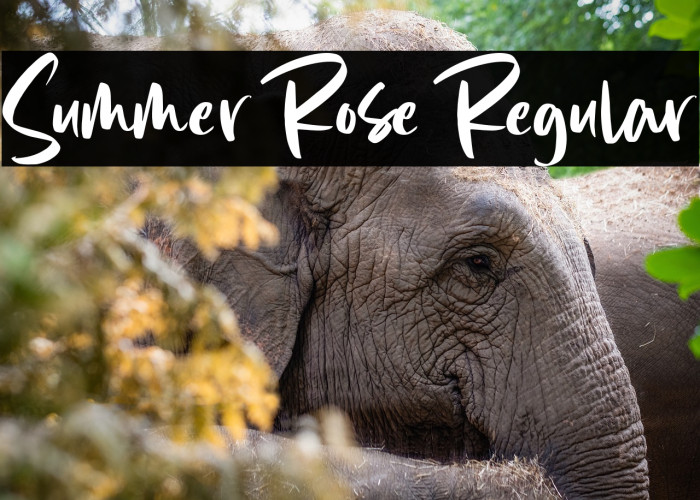Summer Rose Regular Example 3
