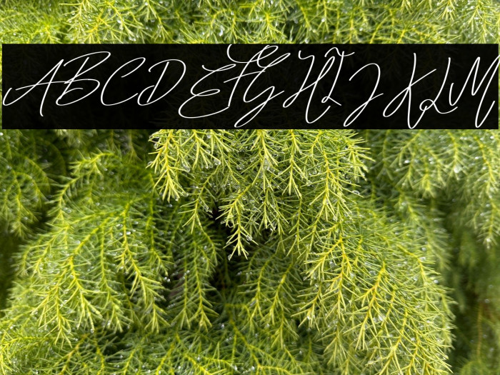 Summer Vibes Bold Example 3