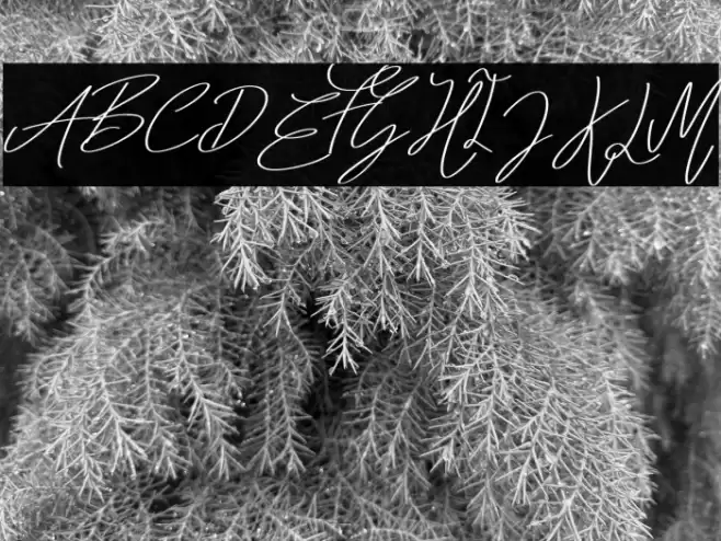 Summer Vibes Bold Font examples