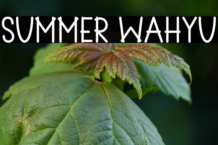 Summer Wahyu Example 2