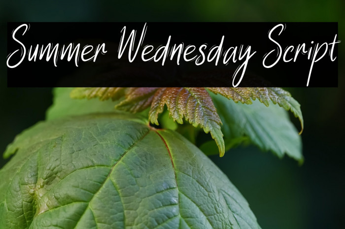 Summer Wednesday Script Example 1