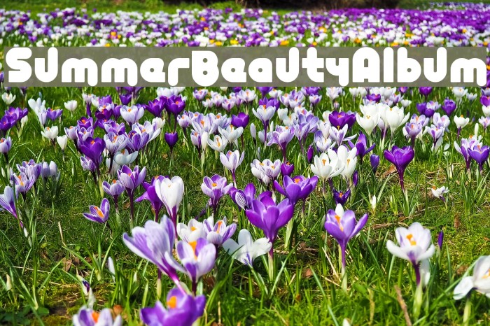 SummerBeautyAlbum Font examples