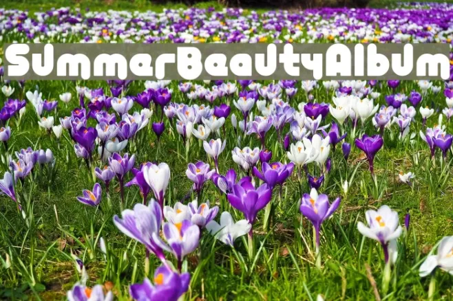 SummerBeautyAlbum Example 2