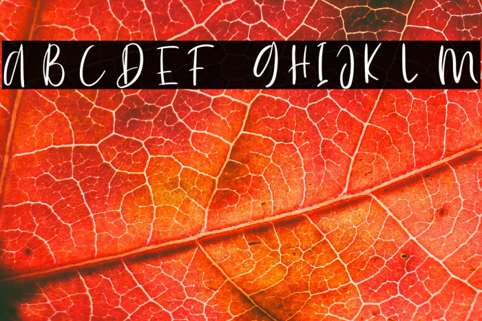 SummerVibes Example 1