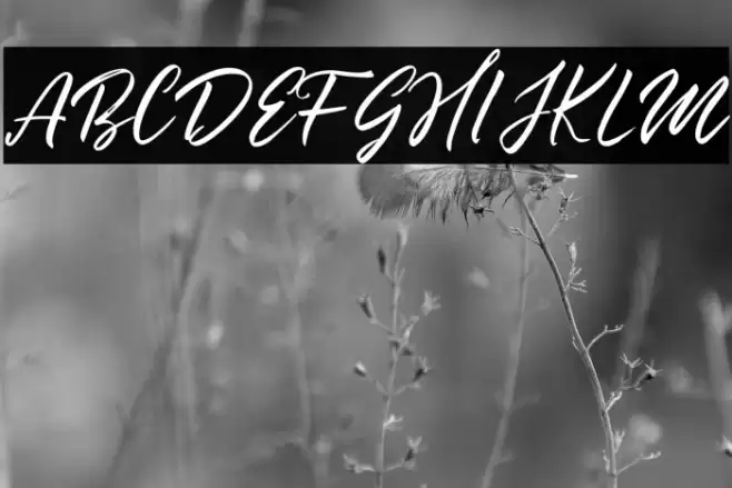 Summertime Font examples