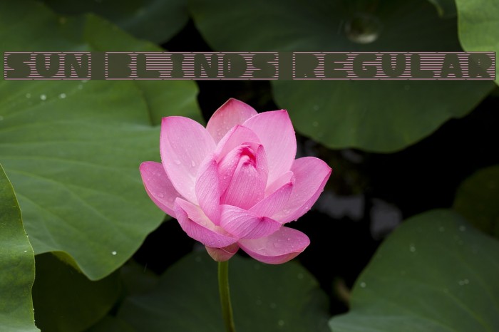 Sun Blinds Regular Font examples