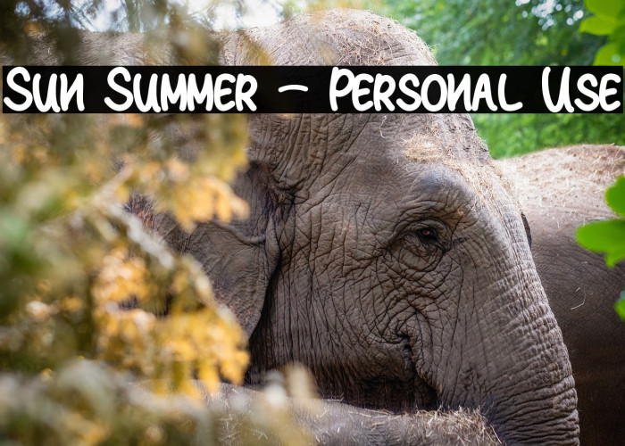 Sun Summer - Personal Use Example 3