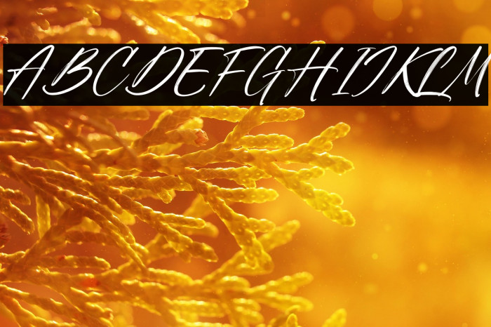 Sunday Freedom Italic Example 1