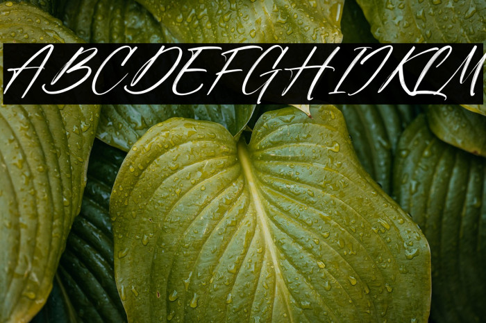 Sunday Freedom Italic Example 2