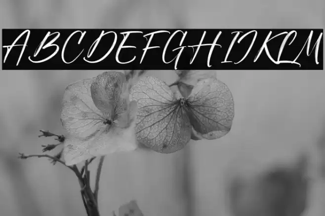 Sunday Freedom Font examples