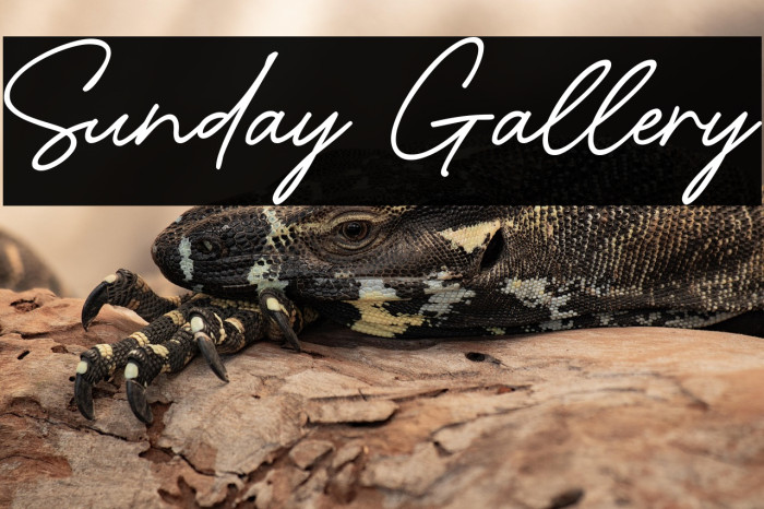 Sunday Gallery Example 3