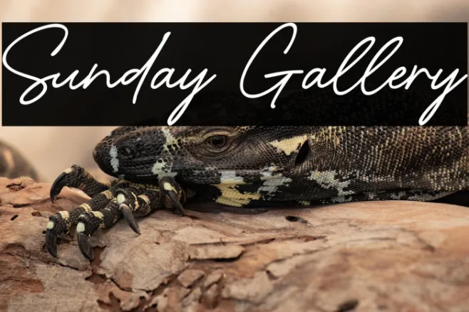 Sunday Gallery Example 3