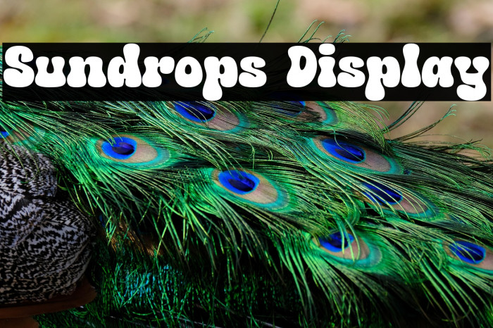 Sundrops Display Example 2
