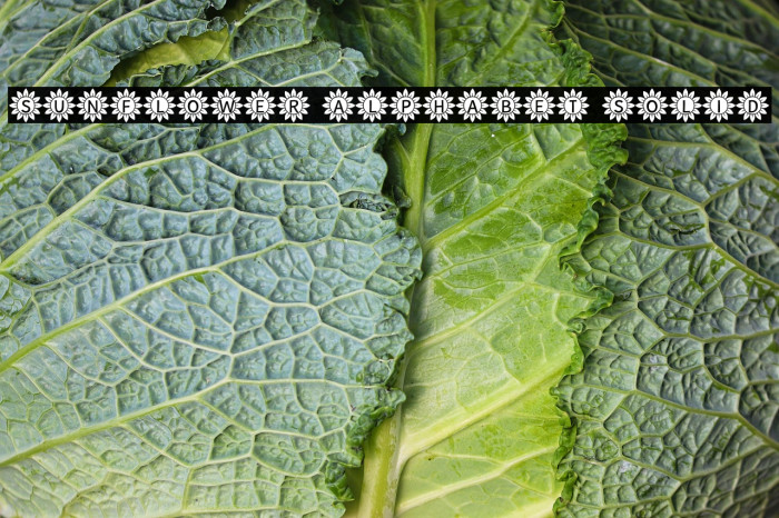 Sunflower Alphabet Solid Example 1