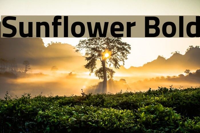 Sunflower Bold Font examples
