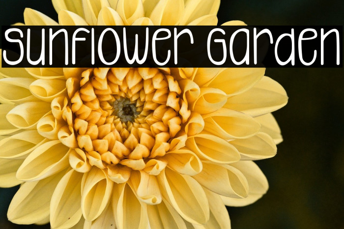 Sunflower Garden Example 2