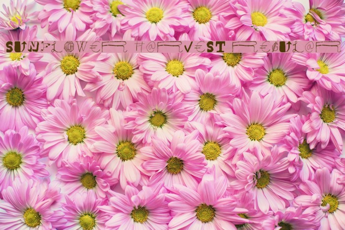 Sunflower Harvest Regular Example 3