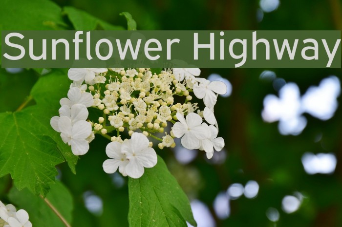 Sunflower Highway Font examples