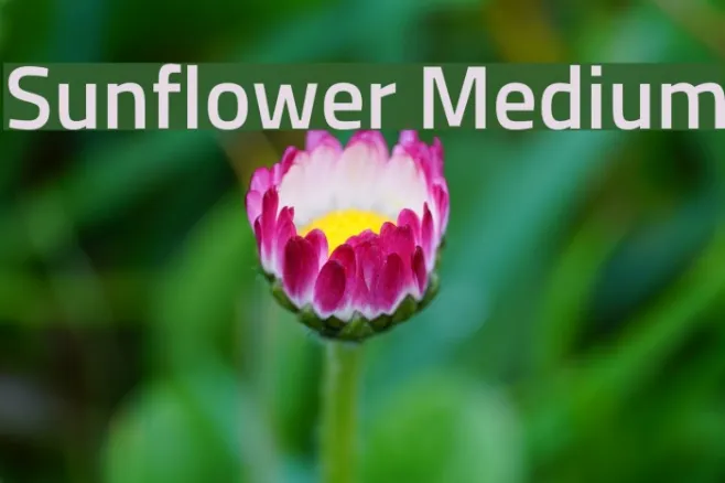 Sunflower Medium Example 3