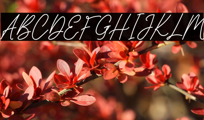 SunflowerFREE Example 3