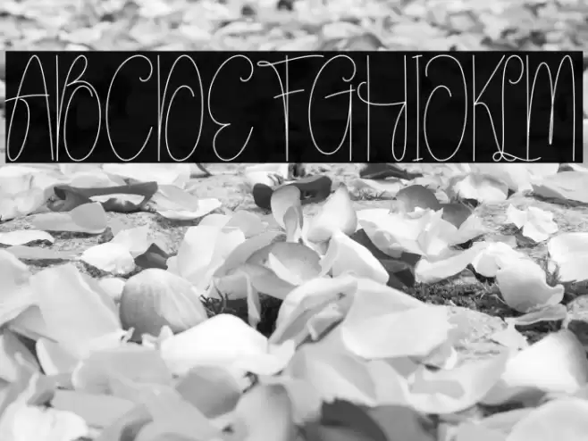 Sunlightmorning 字体 examples