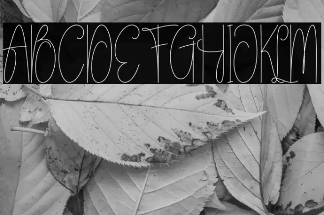 Sunlightmorning 字体 examples