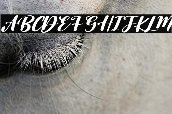 Sunnday Italic Example 3