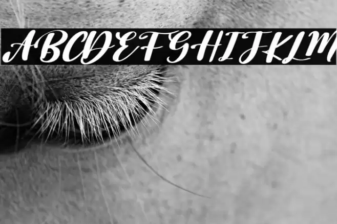 Sunnday Italic Font examples