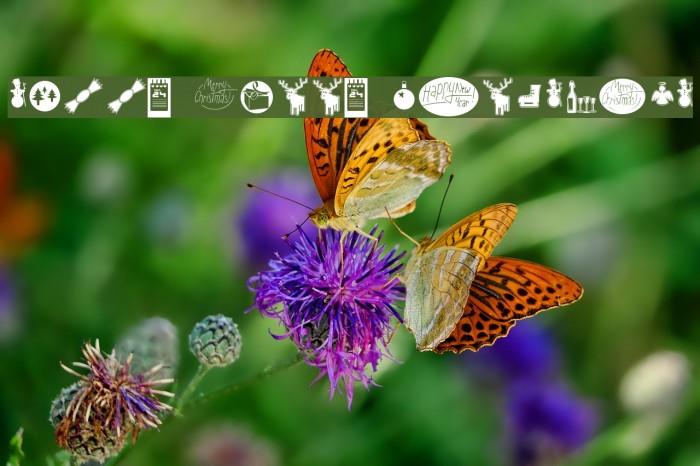 Sunny Merry Christmas Example 3