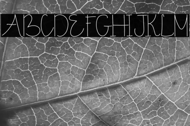 Sunny November Demo Font examples