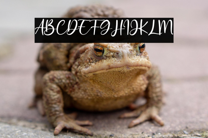 Sunny Rommansa Example 2