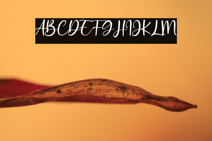 Sunny Rommansa Example 3