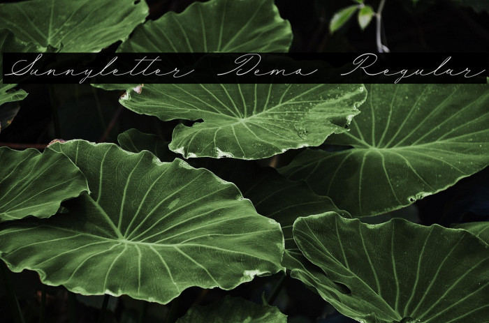 Sunnyletter Demo Regular Example 1