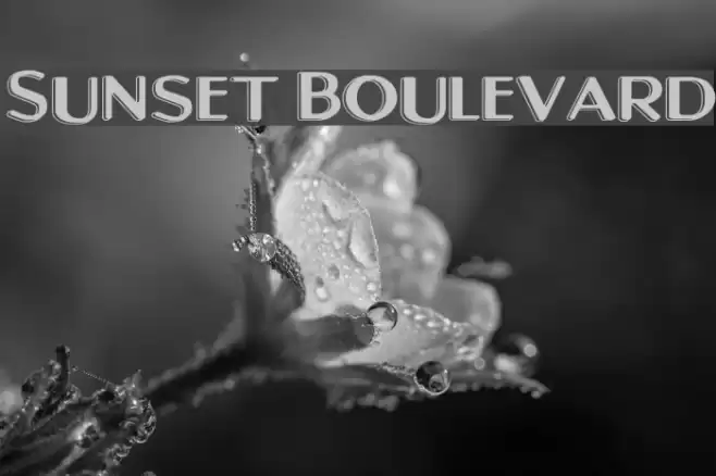 Sunset Boulevard Font examples