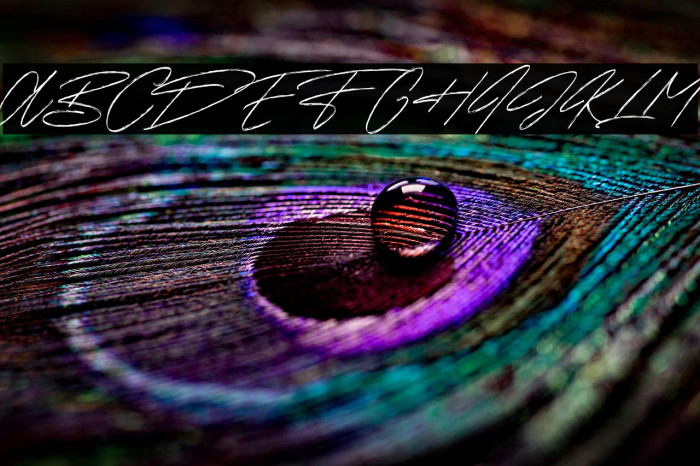 Sunset Trips Signature Free Example 3