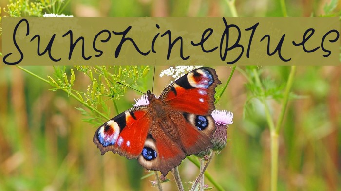 SunshineBlues Example 3