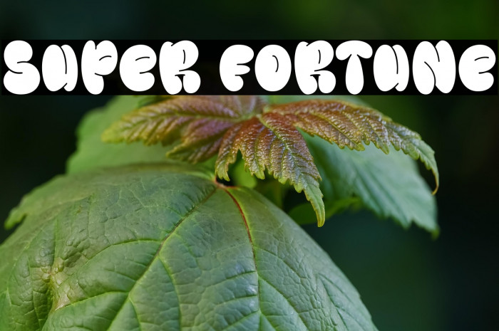 Super Fortune Example 1