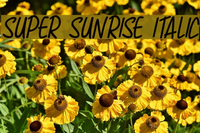 Super Sunrise Italic Font examples